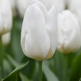 Hectarul - Ladita 500 bulbi de lalea SINGLE EARLY TULIPA White Prince